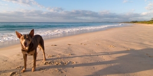 Gern gesehen: Hunde an der Eckernförder Bucht Gern gesehen: Hunde an der Eckernförder Bucht