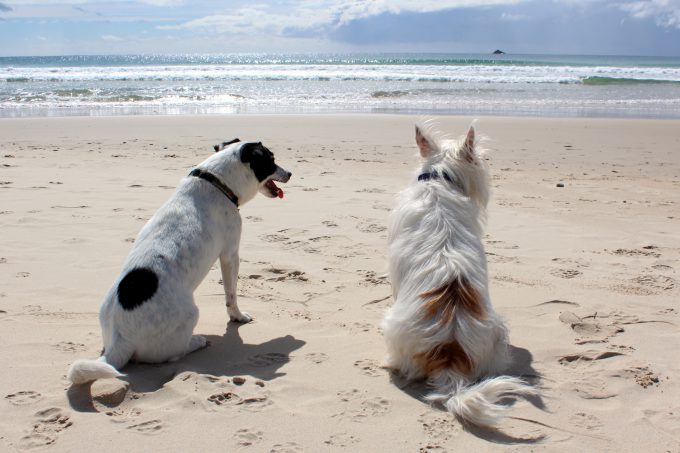 Gemeinsam am Ostsee-Strand Zwei Hunde am Ostsee-Strand