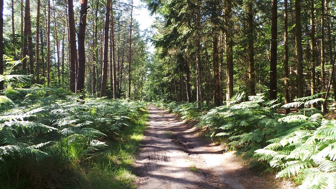 Gassi-Strecke Darßwald Gassi-Strecke Darßwald