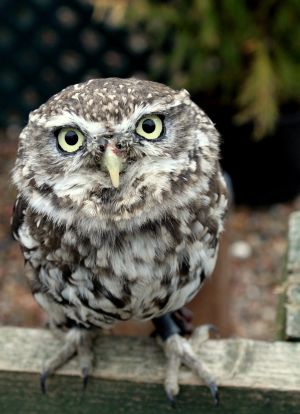 Steinkauz im Zoologischen Garten Hof