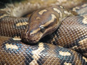 Reptilium Terrarien- und Wüstenzoo in Landau